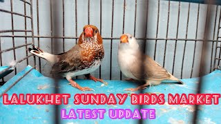 Lalukhet Birds Market.26-6-2022 |Latast Update || Sunday Lalukhet Birds Market Price Update in Urd