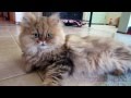12 11 19 Persian kitty, Simba Kahn, one Handsome Dude