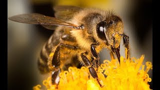 Do Not Try At Home - - Bee Hive Capture Ultimate Jump Scare