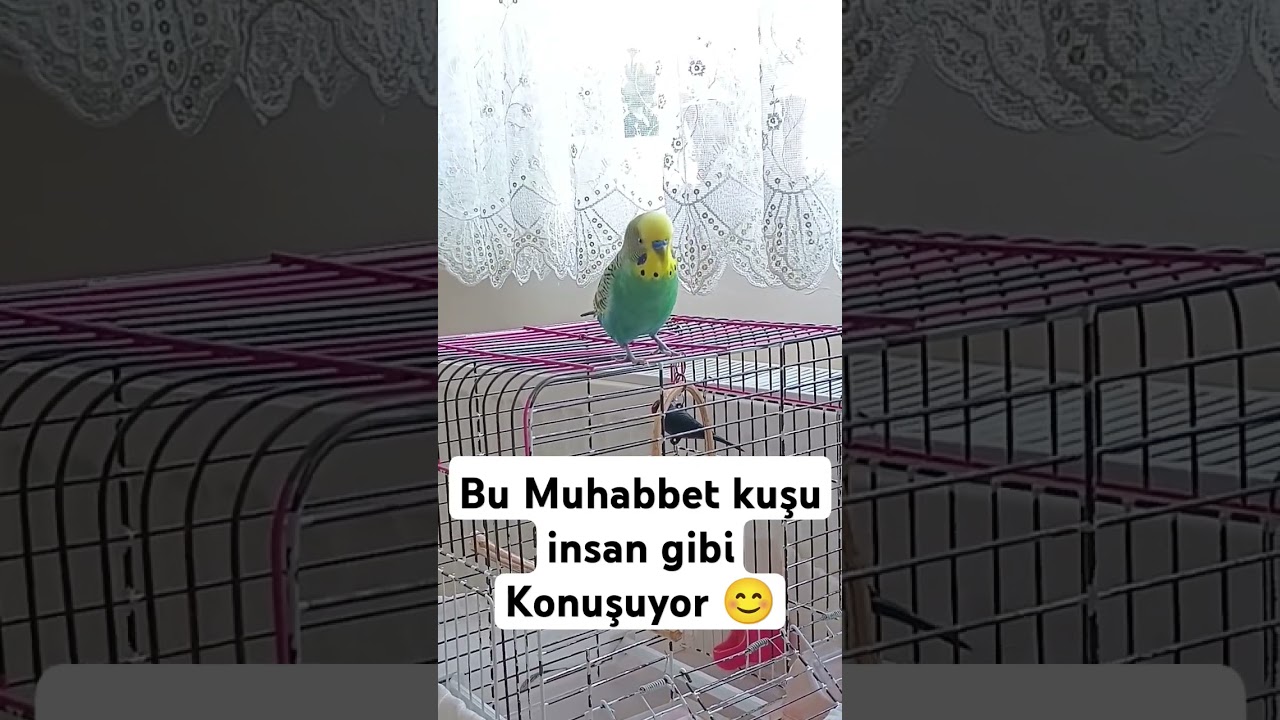 Görenleri Şaşırtan Konuşma Performansı 🐦 #muhabbetkuşu #muhabbetkuşufıstık #muhabbetkuşuçiftleşme