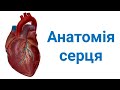 Анатомія серця