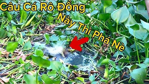Câu CÁ RÔ ĐỒNG Thiên Nhiên mà Dính Luôn Cá THÁC LÁC @Caucalongan62