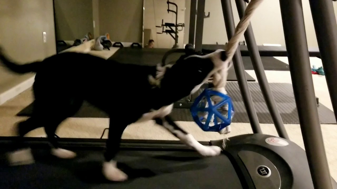 Training Border Collie on a Treadmill YouTube
