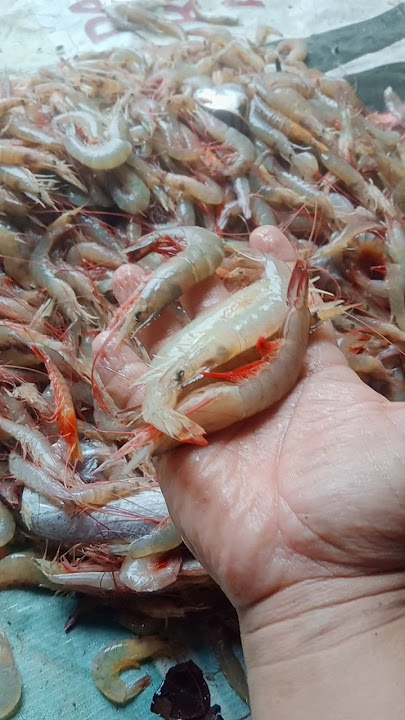 the result of catching 4.5 kg of shrimp #fypyoutube #traditionalfishingtools