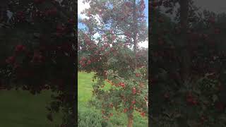ang daming bunga at ang gandang pag masdan, ang tawag daw dito ay crab apple. #crabapple