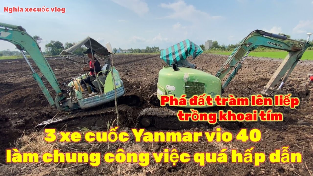 BỘ BA XE CUỐC YANMAR VIO 40 PHÁ ĐẤT TRÀM LÊN LIẾP TRỒNG KHOAI TÍM QUÁ HẤP DẪN  (NGHIA XECUOC VLOG)