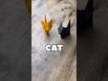 EASY ORIGAMI CAT TUTORIAL HOW TO MAKE ORIGAMI CAT STEP BY STEP EASY FOLDING FOR BEGINNERS