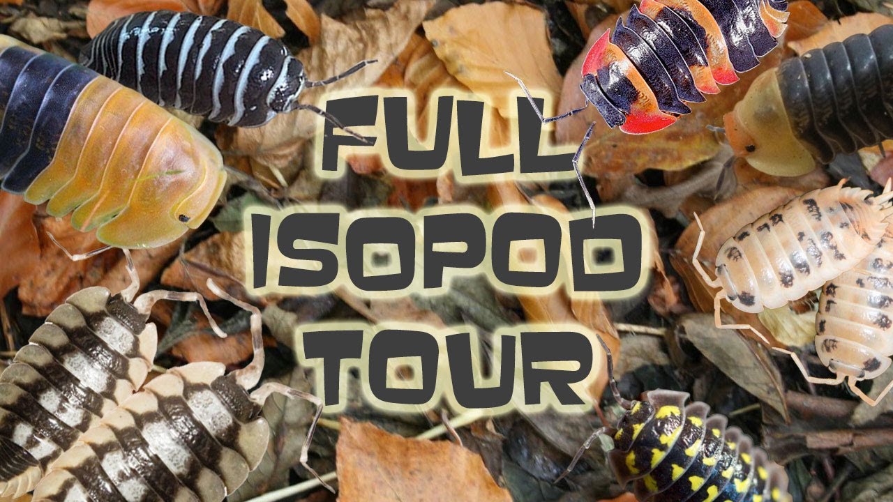 Полный обзор всех наших ISOPODS