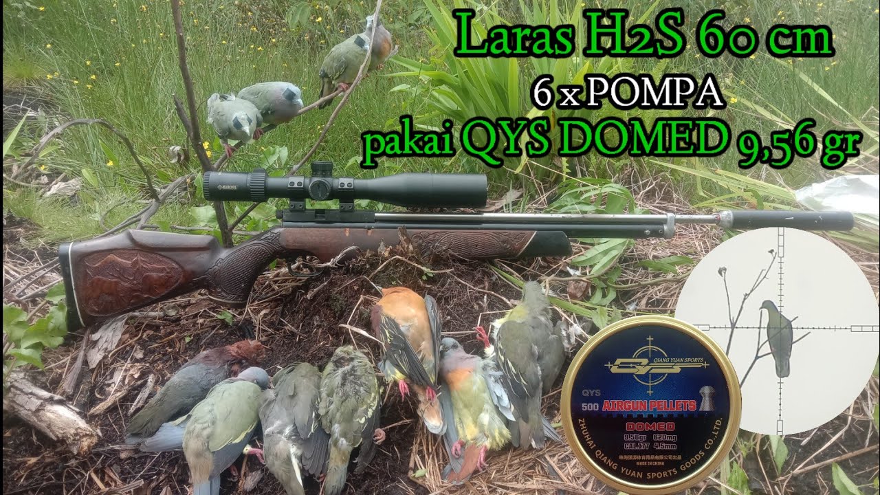 Sharp TIGER berburu kembali‼️ pakai Laras baru Cember Kuningan🔥