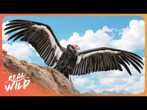 The Incredible Comeback of The California Condor documentary thumbnail