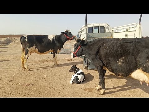 سوق الأبقار الحسكة30 4 2025 بقر طيب عشار وحليب بقر جدا رخيص عجول350كيلو بكيرات