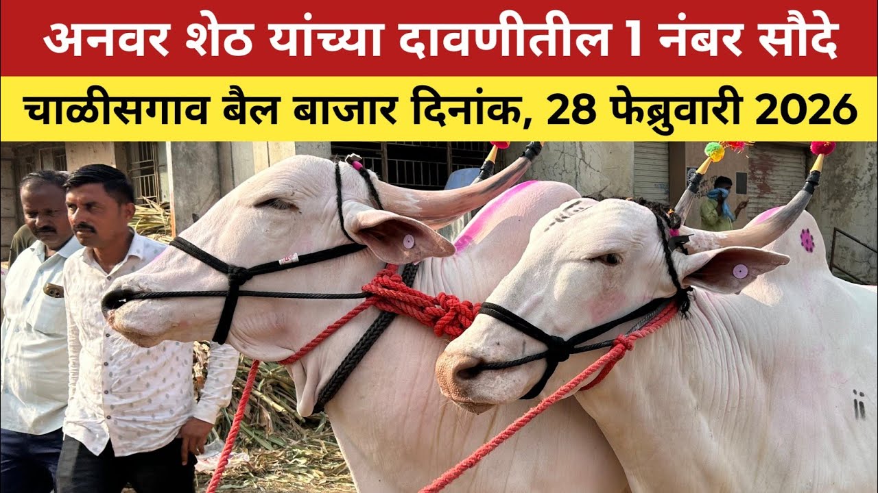 अनवर शेठ यांच्या दावणीतील 1 नंबर सौदे😱 28 फेब्रुवारी 2026, चाळीसगाव बैल बाजार😍 Chalisgaon bail bazar