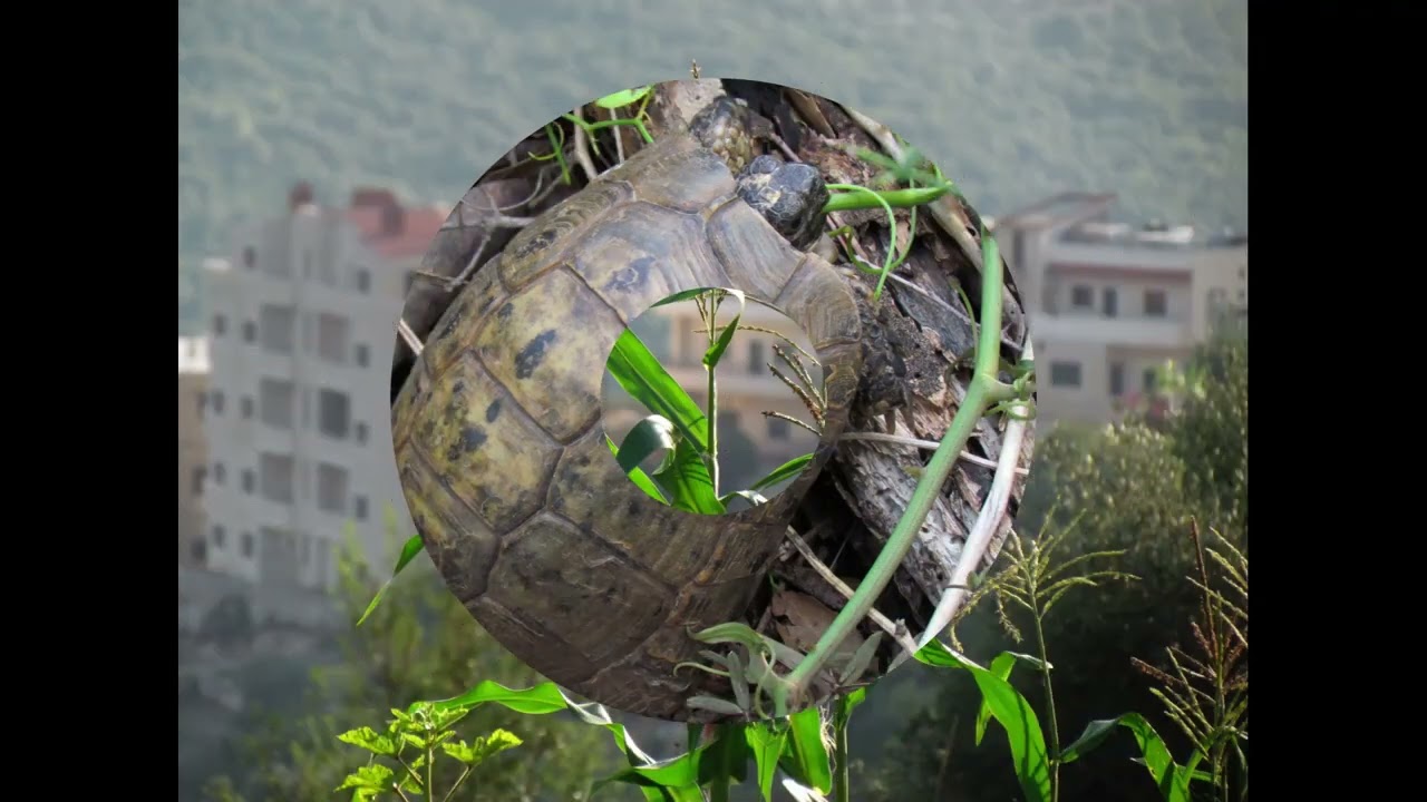 Marmarita 2007 مرمريتا 2007 مع أغنية ضيعتنا مرمريتا