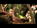 "Hard Target" - Rattlesnake HD