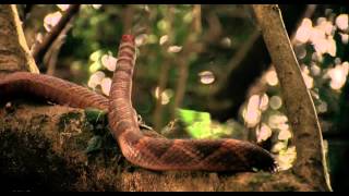 "Hard Target" - Rattlesnake HD