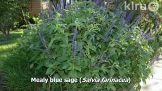 Daphne digs up bulbs: Central Texas Gardener