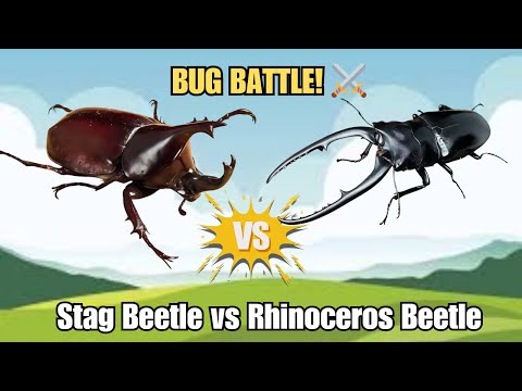 Bug Battle Stag Beetle Vs Rhinoceros Beetle Who Will Rule The Tree WildWhisper 