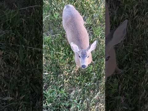 Back yard visit     