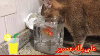 القط أذكى ولا السمكة المشهد موجود بالڤيديو ولكم الحكم 🐟🐈🐟🐈