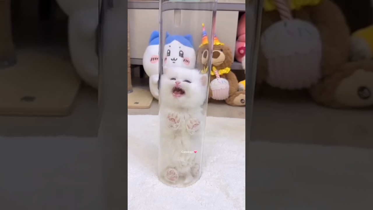 The Kitten Leap Towards You✨😸💕 