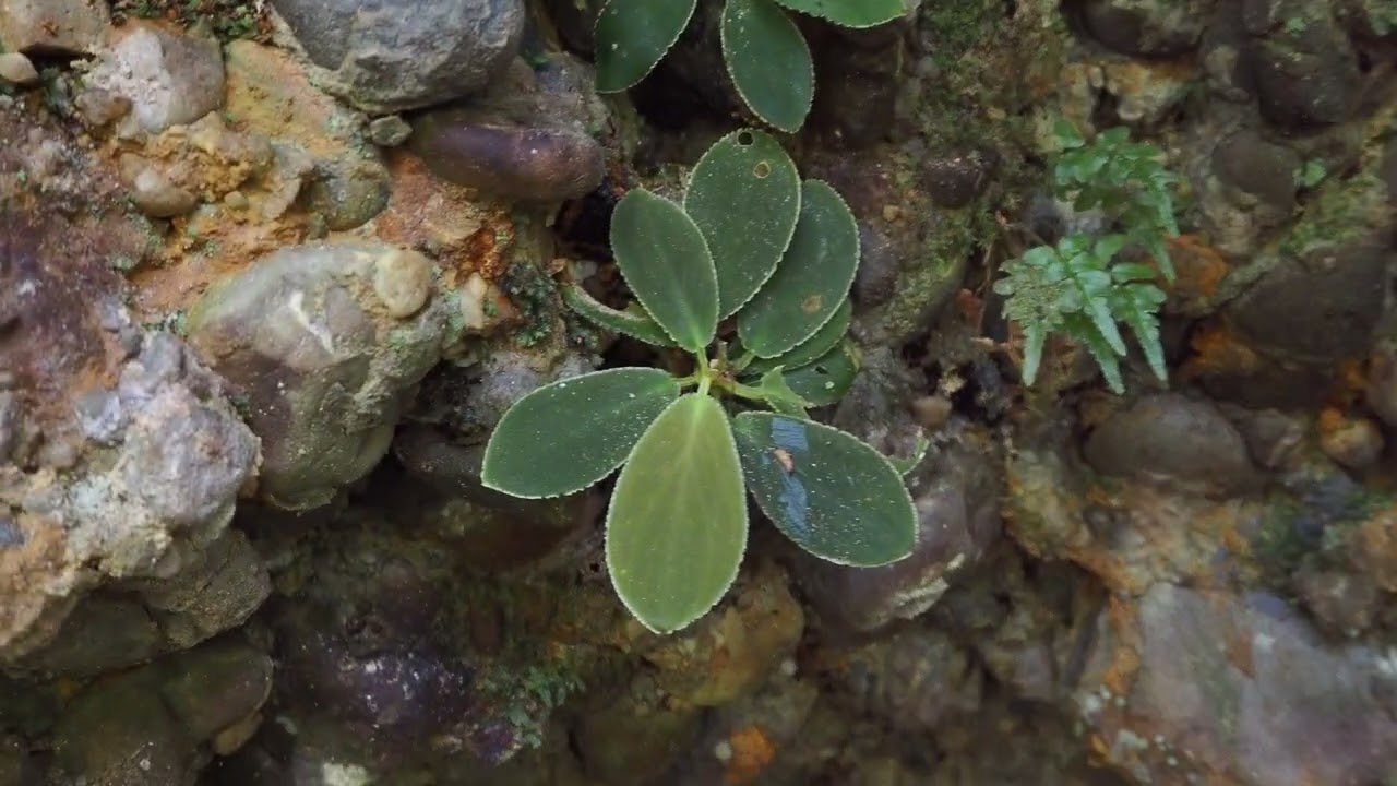 Homalomena aff. squamis-draconis Riau Sumatera K0625-5 – 熱帯植物.com