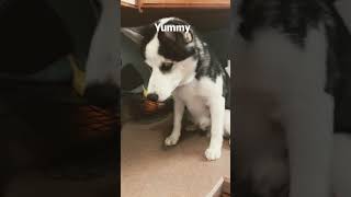 My dog learned how to cook!  #funny #kleekai #dogs