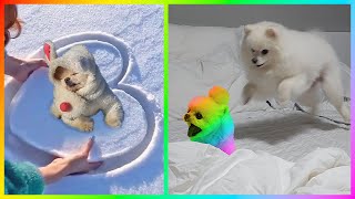 Funny and Cute Dog Pomeranian 😍🐶| Funny Puppy Videos #392