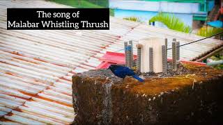 The Song Of Malabar Whistling Thrush