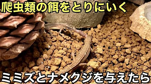 かなへび Mp3