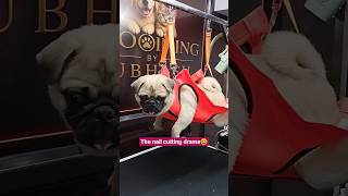 The nail cutting drama😆😎#shorts#pug#petlover#dogs#cute#viralshorts#funny#adorable#pugshorts#pets#dog