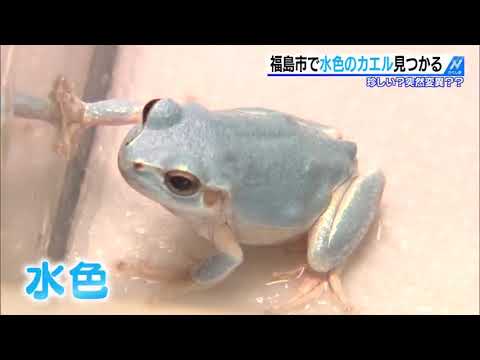 福島市で〇色の生き物見つかる - YouTube
