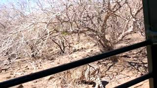 Best tiger cat video