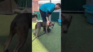 Mitsy 255417🩷urgent placement/adoption needed🙏