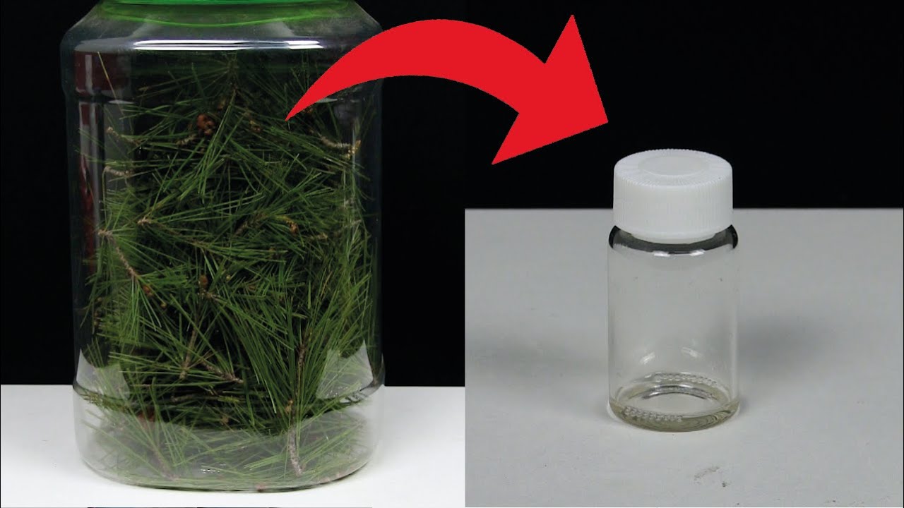 COMO EXTRAER ACEITE ESENCIAL DE PINO PURO