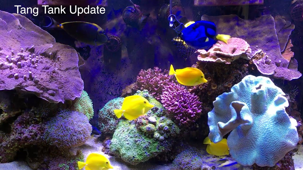 Обновление аквариума Tang за два года и как сделать кубики HPD — запуск аквариума с морской водой...
