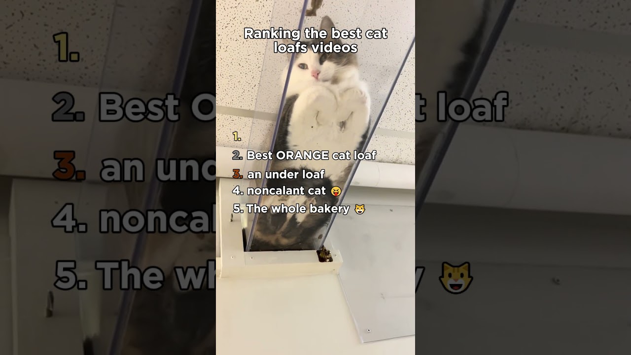 Ranking the best loaf cat videos! 😺 