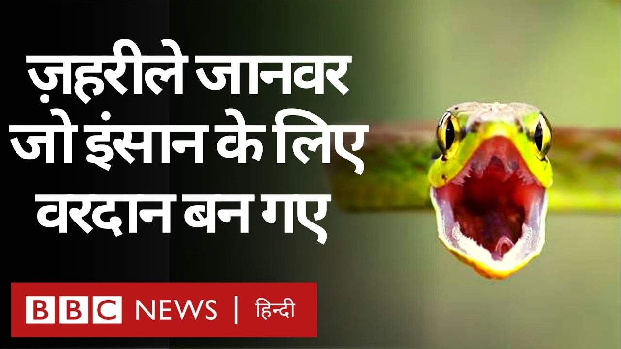 Corona Virus : वो ज़हरीले जानवर जो इंसान के लिए वरदान बन गए (BBC Hindi)