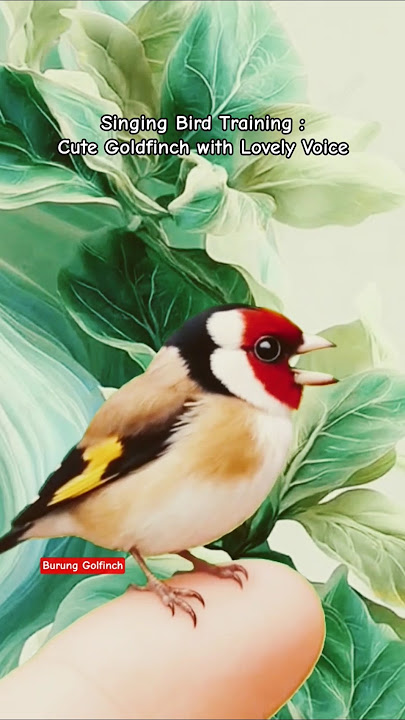Goldfinch Singing Practice - Bird Training for Clear Song - masteran burung Goldfinch
