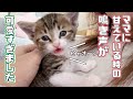 【保護猫】ママに甘えながら何かを訴える子猫の鳴き声が可愛すぎるw