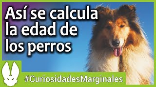 Cómo Calcular la Edad de tu Perro