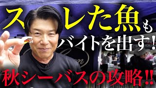 秋シーバスの攻略!小沼プロの必殺技でスレた魚もバイトを出す!