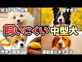【初心者は注意】飼育が難しい中型犬5選!