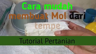 Cara mudah membuat mol dari tempe, untuk kesuburan tanah dan tanaman