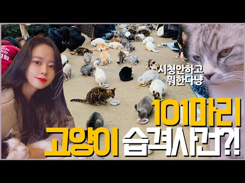 고양이정원