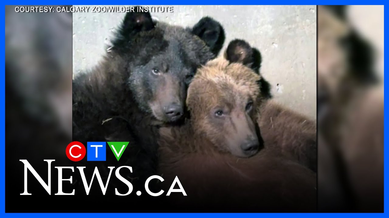 Orphaned grizzly bear cubs at Calgary Zoo named | CTV News Red Deer for