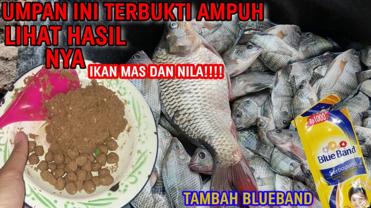 AMPUH!! UMPAN MANCING IKAN NILA, PALING JITU(Bisa Untuk Mancing Ikan