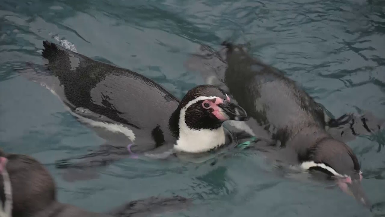 arctic ocean Penguins reunited at Great Yarmouth Sea Life after two years apart