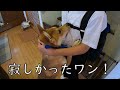 家族がいなくて寂しかったワンジロー