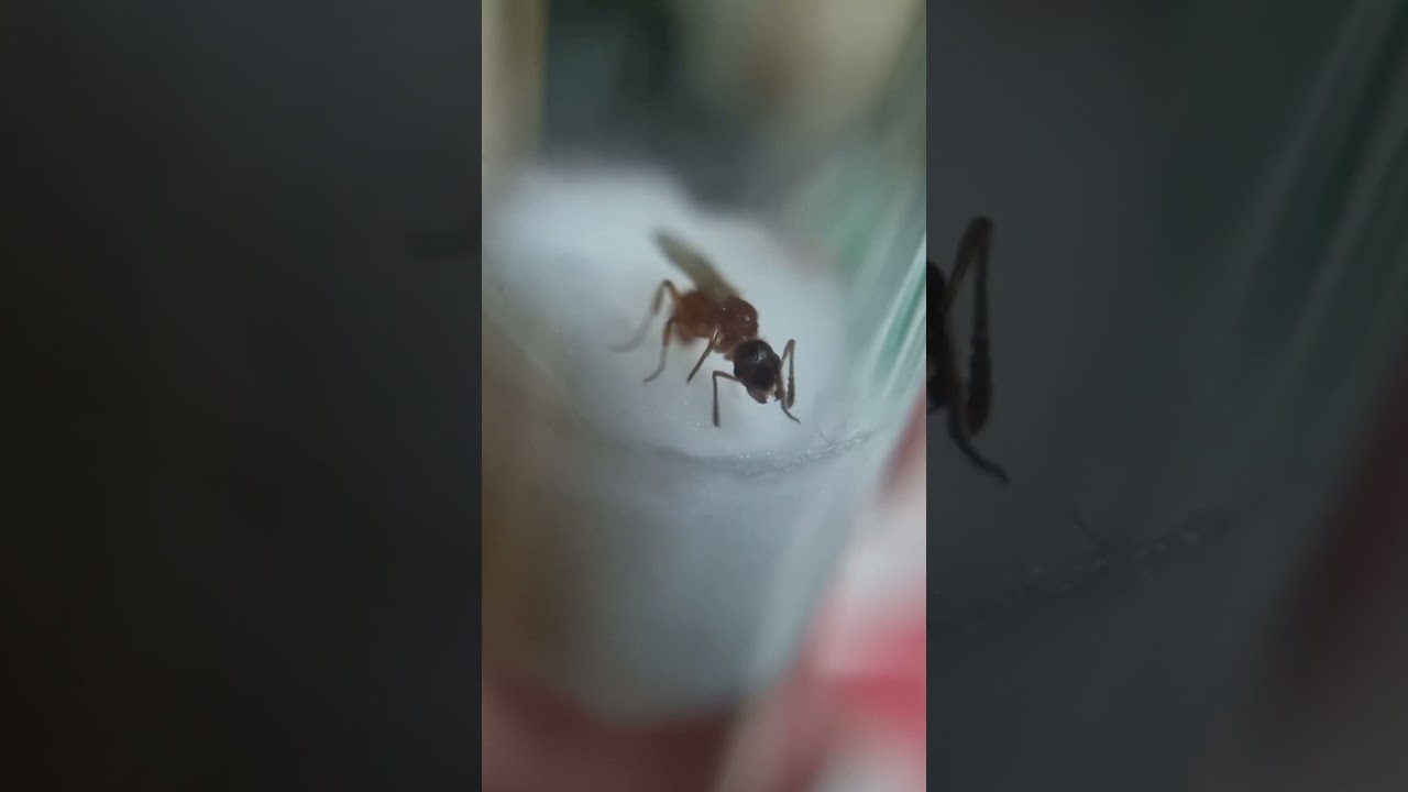 Regina di Myrmica sp. 30/7/24 Liberata 