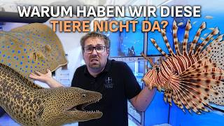 DARUM bestellen wir KEINE GROSSEN Fische! - PlanktonPlus Aquaristik